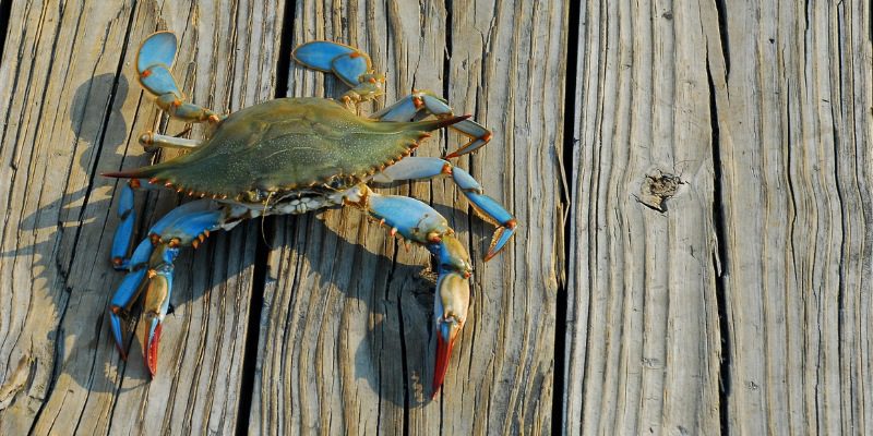 Blue Crabs (Callinectes sapidus)