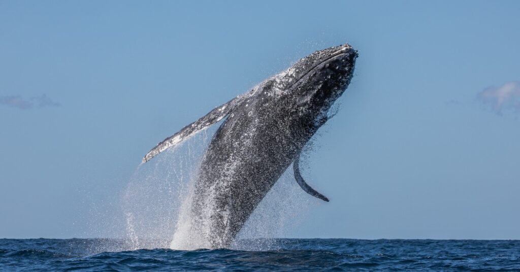 Long Island's Majestic Whale Watching Experience