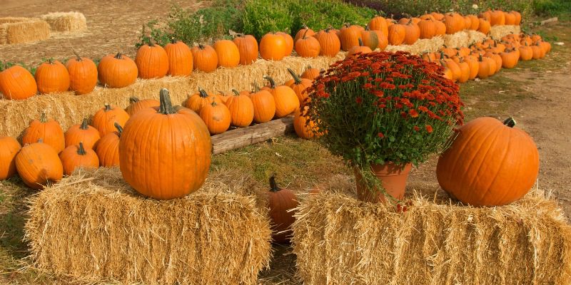 Pumpkin Picking in Brightwaters Farms
